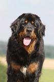 DOGUE DU TIBET 014